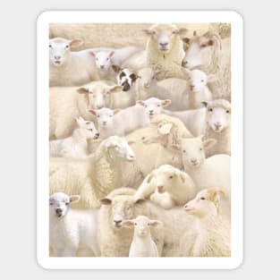 Sheeps Sticker